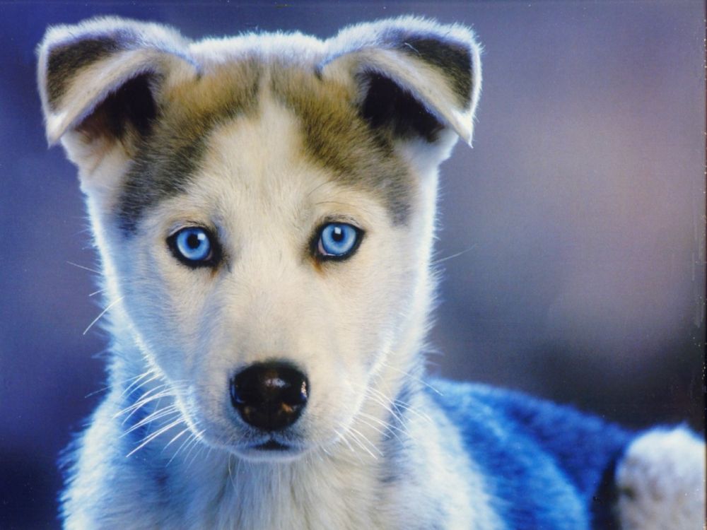 Anagrafe Canina Regione Puglia