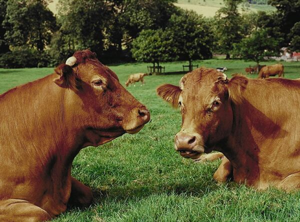 Anagrafe Bovina Regione Puglia