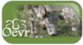 Osservatorio Epidemiologico Veterinario Regionale